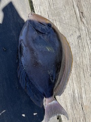Acanthurus xanthopterus