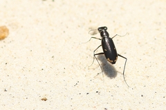 Hypaetha biramosa
