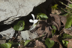 Viola suavis