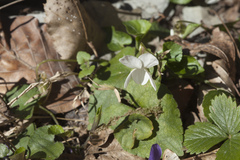 Viola suavis