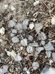 Convolvulus verecundus