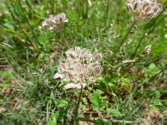 Vesper macrorhizus
