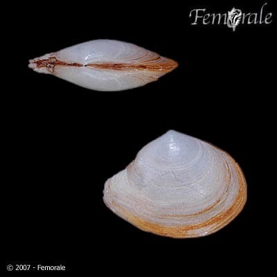 Representative image of Abra segmentum