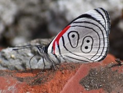 Diaethria euclides phlogeides