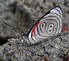 Diaethria euclides phlogeides