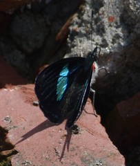 Diaethria euclides phlogeides