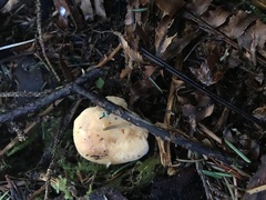 Hydnum washingtonianum