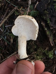 Hydnum washingtonianum