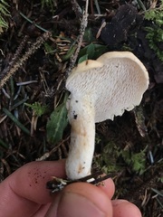 Hydnum washingtonianum