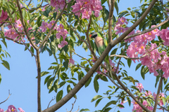 Psittacula alexandri fasciata