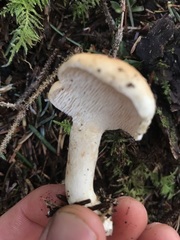 Hydnum washingtonianum