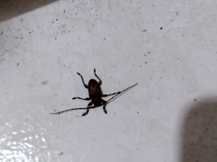 Lagocheirus araneiformis