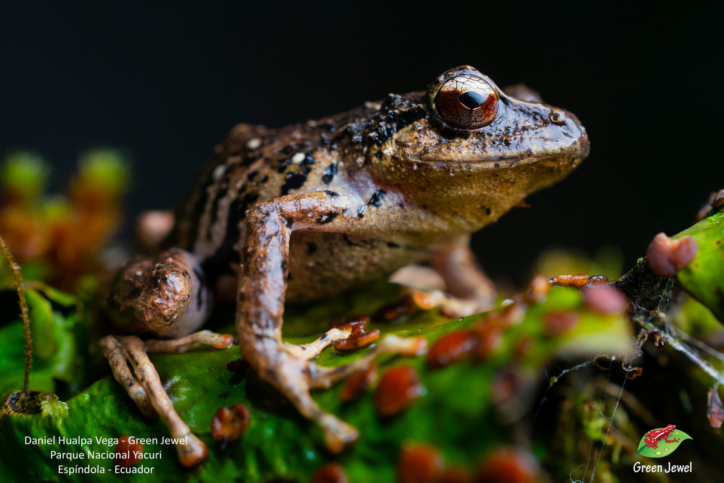 Canchaque Robber Frog