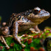 Canchaque Robber Frog - Photo (c) Green Jewel, some rights reserved (CC BY-NC), uploaded by Green Jewel