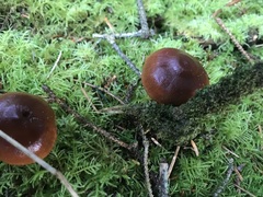Cortinarius aurantiobasis