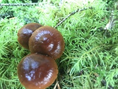Cortinarius aurantiobasis