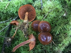 Cortinarius aurantiobasis