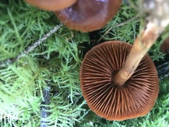 Cortinarius aurantiobasis