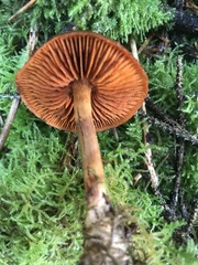Cortinarius aurantiobasis