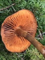 Cortinarius aurantiobasis