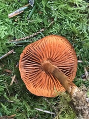 Cortinarius aurantiobasis