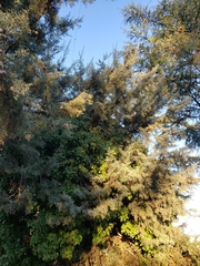 Cupressus
