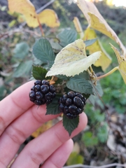 Rubus armeniacus