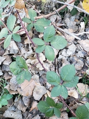 Rubus armeniacus