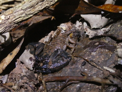 Hormurus