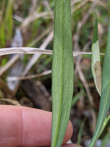 Symphyotrichum simmondsii image
