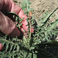 Oenothera flava