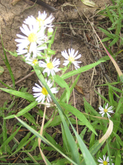 Symphyotrichum bracteolatum