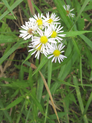 Symphyotrichum bracteolatum