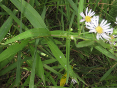Symphyotrichum bracteolatum
