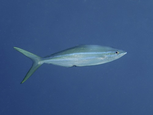 Rainbow Runner