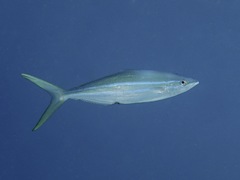 Elagatis bipinnulata