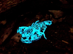 Hormurus