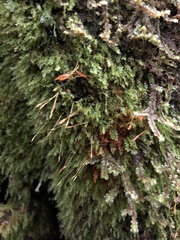 Tetraphis geniculata