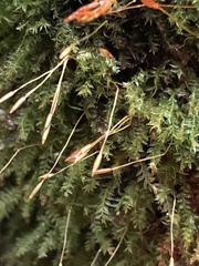 Tetraphis geniculata