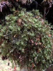 Bartramiopsis lescurii