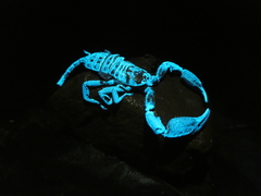 Hormurus