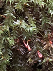 Bartramiopsis lescurii