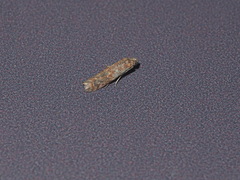 Phycita cirrhodelta