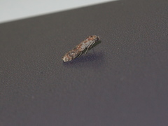 Phycita cirrhodelta