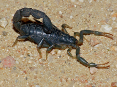 Uroplectes olivaceus