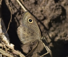 Ypthima baldus madrasa