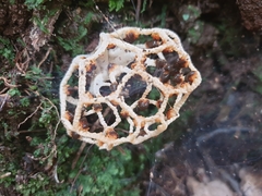 Clathrus chrysomycelinus