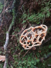 Clathrus chrysomycelinus