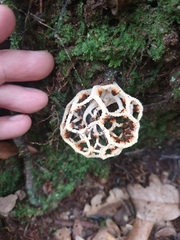 Clathrus chrysomycelinus
