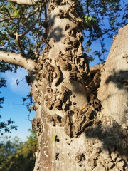 Amphipterygium glaucum